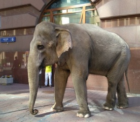 Слон, замеченный недалеко от Белорусского вокзала в Москве, снимался в кино