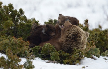 На Камчатке снимается уникальный документальный фильм о медвежьей семье