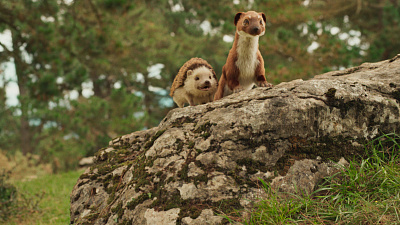 1/3  - Кадры из фильма: ПУШИСТЫЕ КАНИКУЛЫ