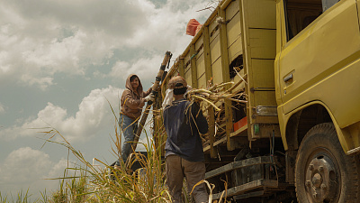 3/3  - Кадры из фильма: САХАРНАЯ ФАБРИКА